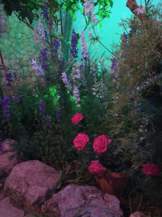 Mystery Garden Guest House ファマグスタ エクステリア 写真