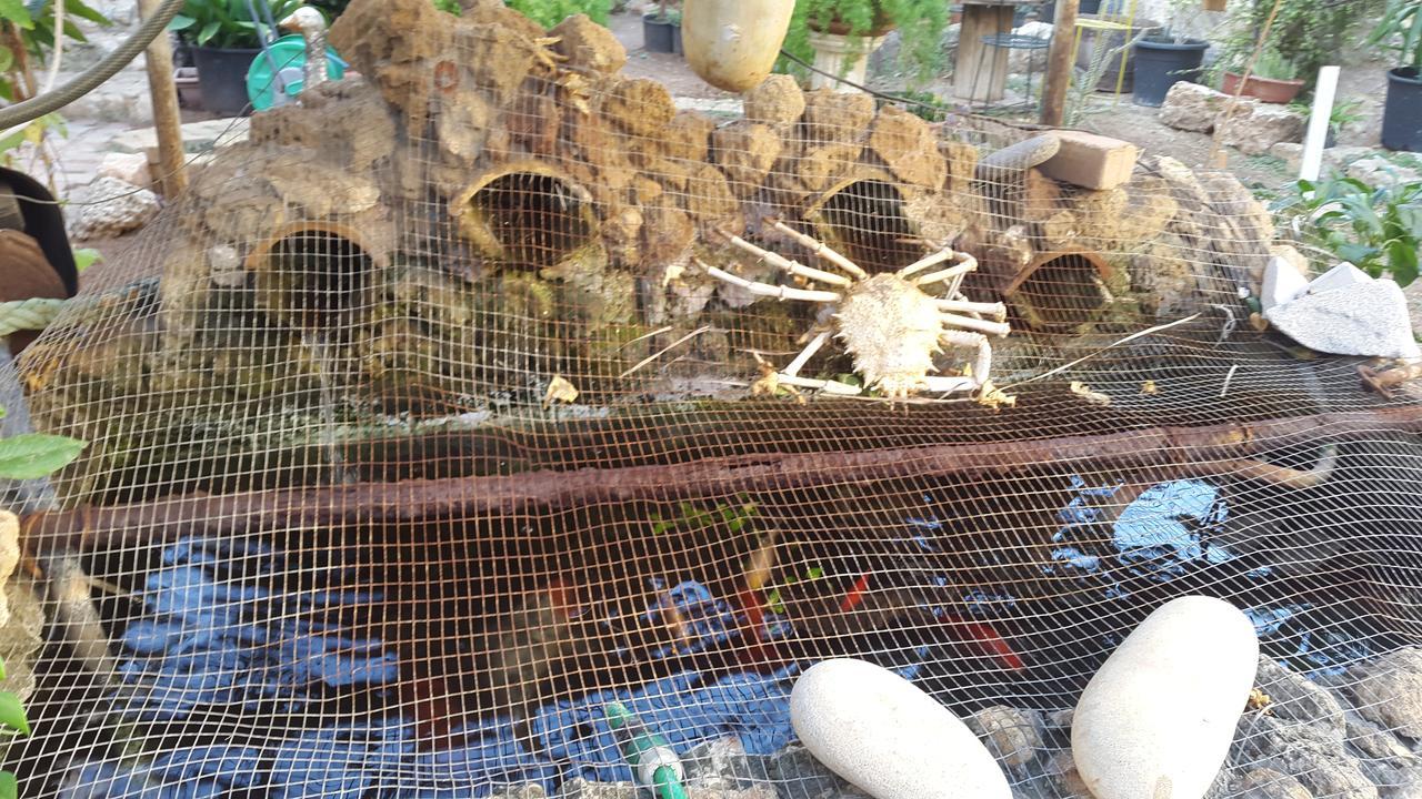 Mystery Garden Guest House ファマグスタ エクステリア 写真