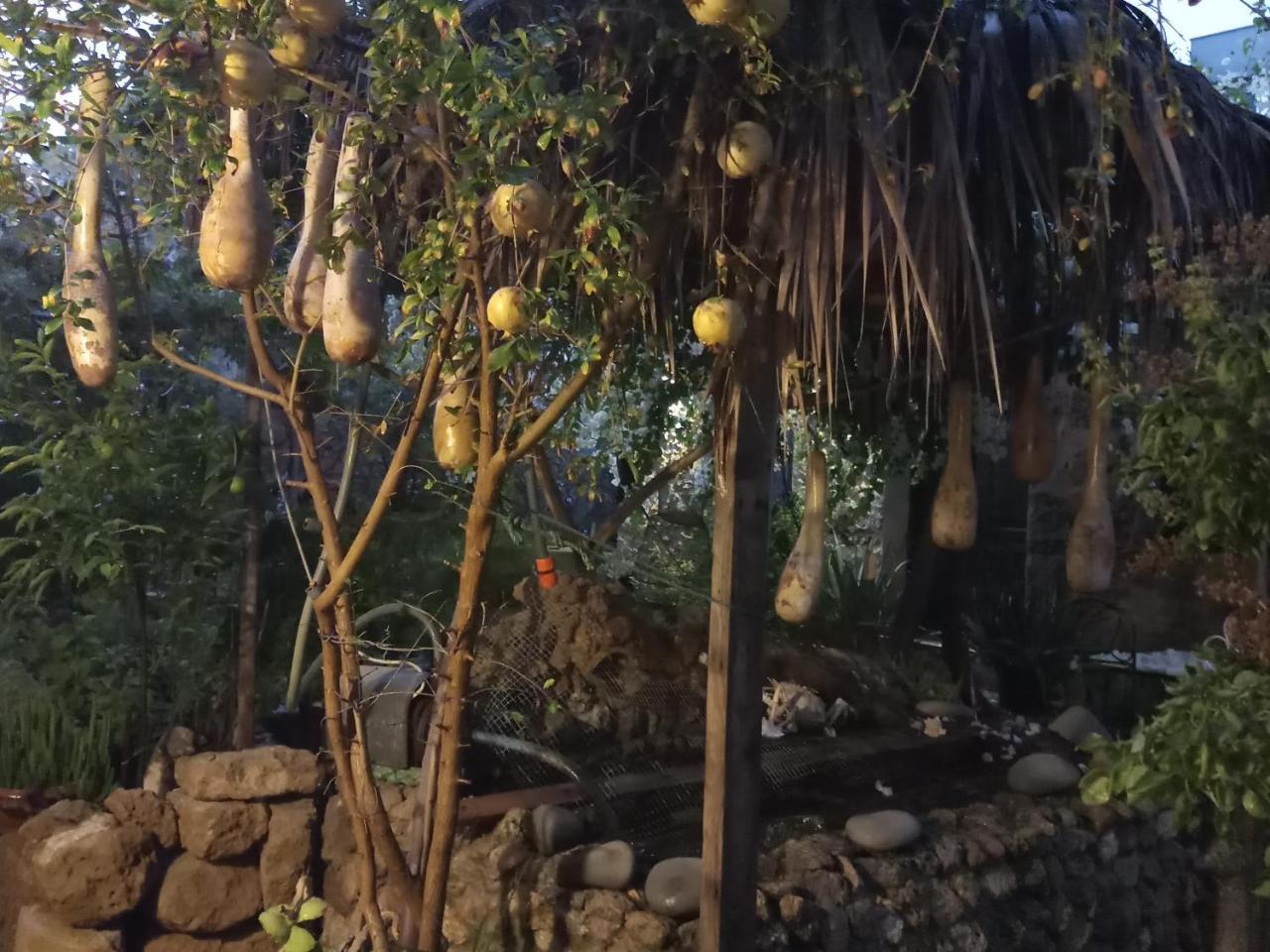 Mystery Garden Guest House ファマグスタ エクステリア 写真